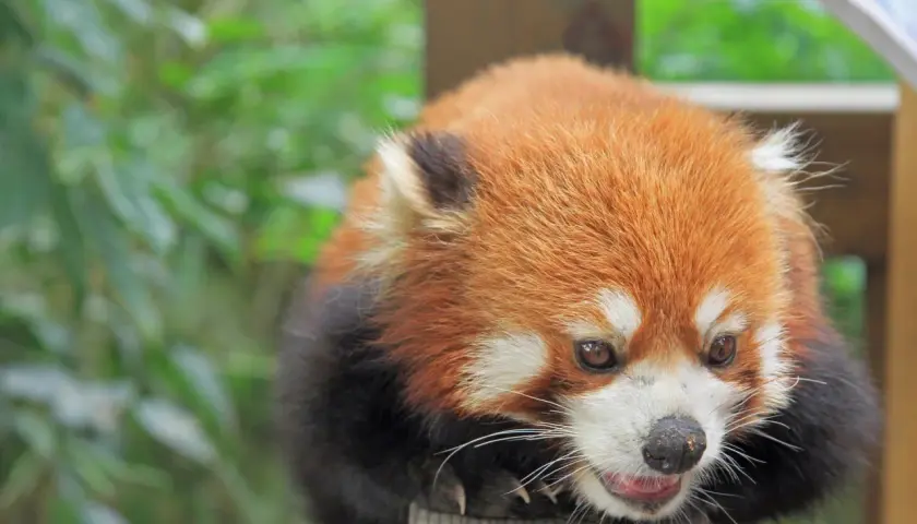 Un adorable panda rojo, con su pelaje anaranjado y negro, descansa sobre madera. ¡Descubre curiosidades del panda rojo!