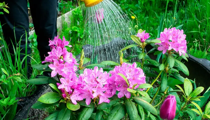 Vattning av nyplanterad rhododendron med rosa blommor. En lila tulpan anas i förgrunden.