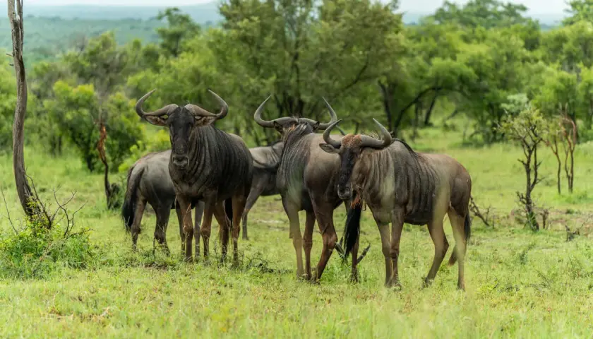 Eine Gruppe Gnus steht auf einer grünen Wiese im Kruger National Park.