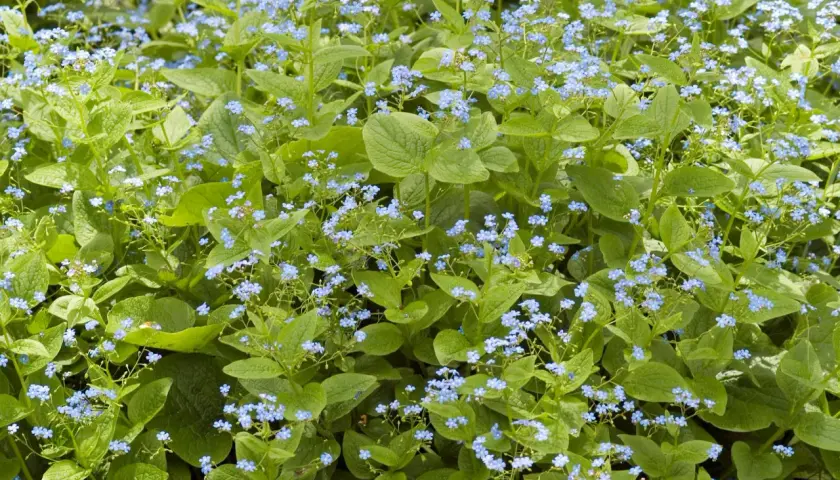 Ein dichter Teppich aus Vergissmeinnicht, ein idealer **bodendecker schatten**-Pflanze, bedeckt den Boden mit zarten blauen Blüten und grünen Blättern.