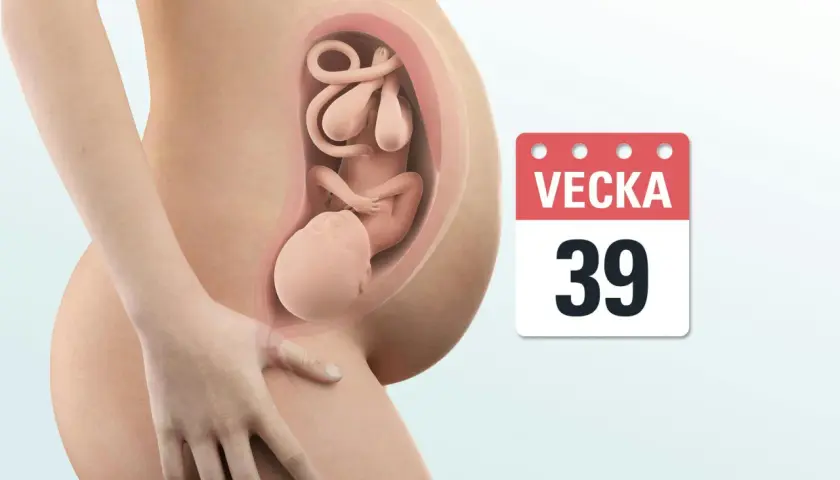 Gravid mage med foster i vecka 39. Snart dags för bebisen att komma ut!