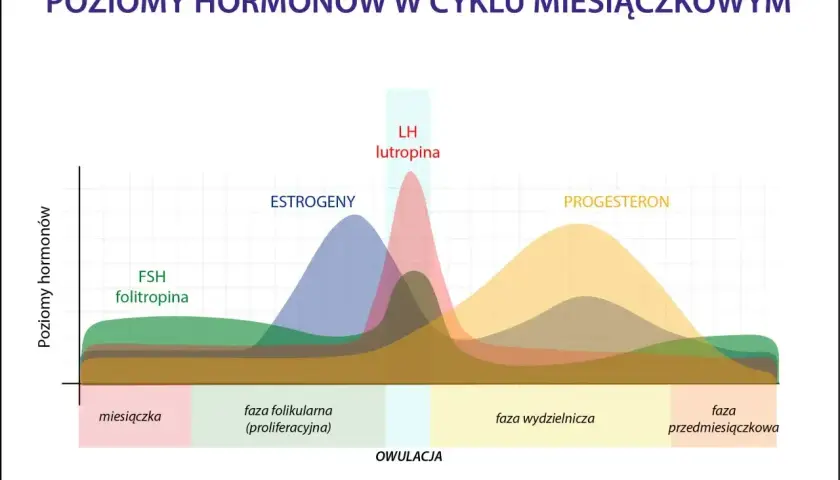 Wykres pokazuje poziomy hormonów: FSH, estrogenów, LH i progesteronu. Po owulacji dominuje faza lutealna z wysokim poziomem progesteronu.