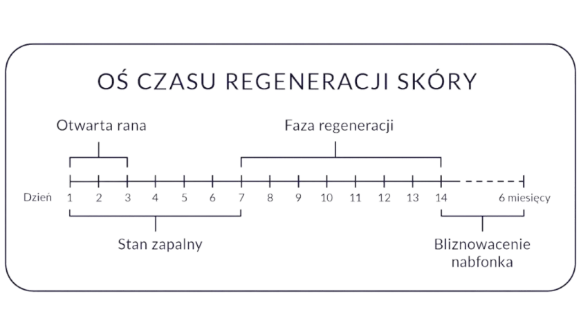 Oś czasu regeneracji skóry: otwarta rana (dni 1-3), stan zapalny (dni 1-6), faza regeneracji (dni 7-14), bliznowacenie naskórka (do 6 miesięcy). Pielęgnacja tatuażu zależy od fazy gojenia.