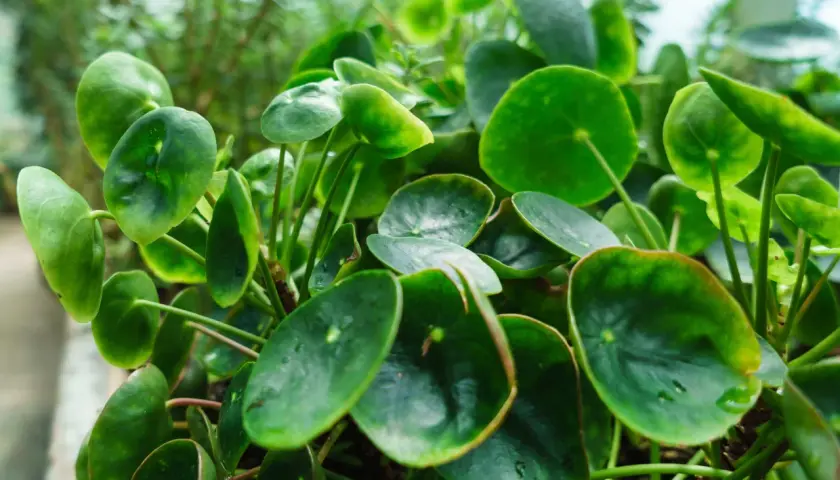 Üppige Pilea mit runden, grünen Blättern, die nach Licht streben. Perfekt für die Pilea Pflege im Innenbereich.