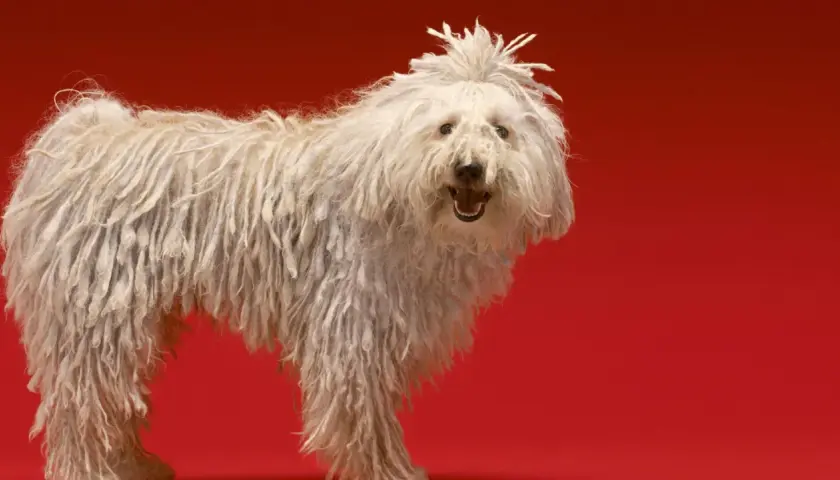 Un perro blanco con pelo largo y enredado, como si fuera uno de esos perros que sueltan mucho pelo. Su pelaje parece una cascada de rastas.