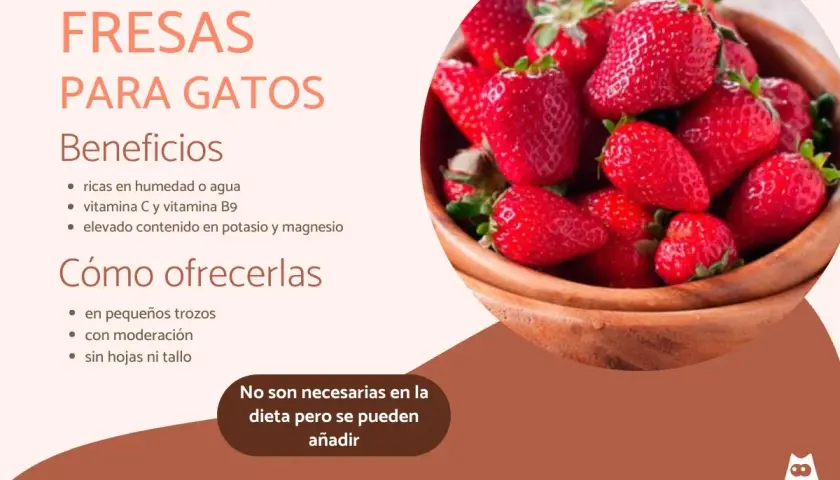Fresas para gatos: beneficios y cómo ofrecerlas. Los gatos pueden comer fresas en pequeños trozos, con moderación y sin hojas.