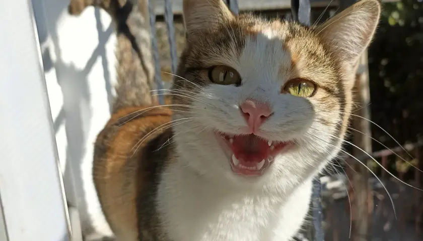 A calico cat with bright green eyes is looking at the camera with its mouth open, as if asking "why is my cat meowing so much all of a sudden?".