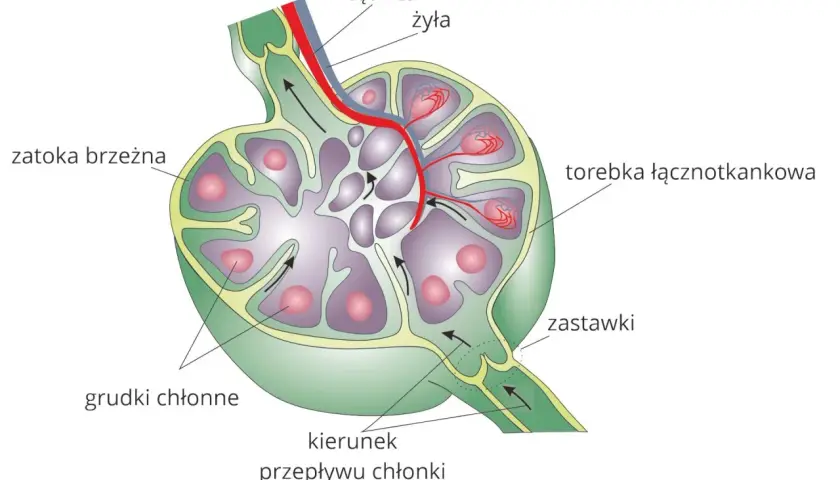 Przekrój węzła chłonnego, kluczowego elementu układu limfatycznego, z widocznymi grudkami chłonnymi, zatoką brzeżną i naczyniami.
