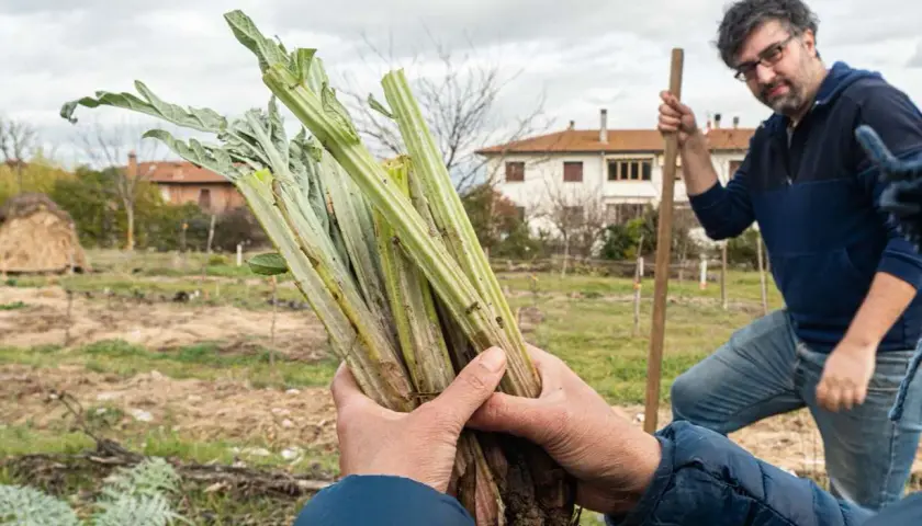 Mani che sorreggono un fascio di carciofi appena sradicati, pronti per essere piantati. Sullo sfondo, un uomo con una vanga e un campo coltivato.