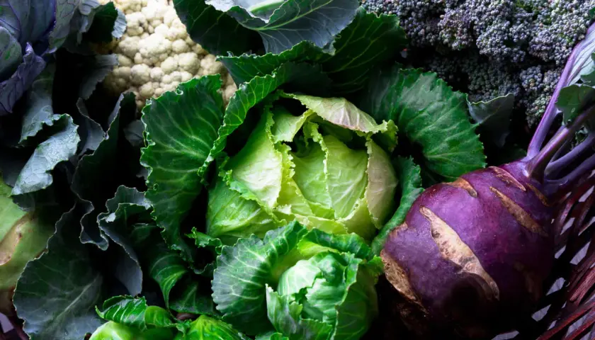 En korg fylld med färska grönsaker: vitkål nyttigt, broccoli, blomkål och kålrot.