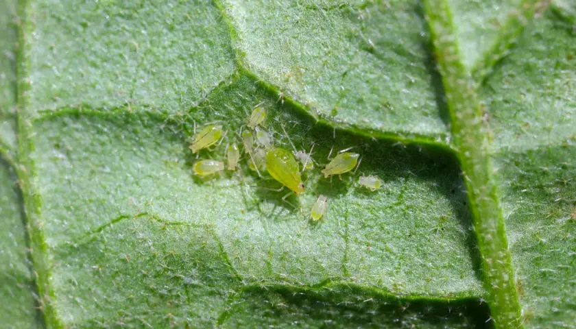 Gros plan de pucerons verts sur une feuille de pomme de terre.