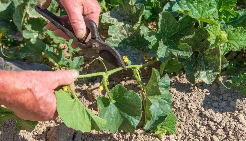 Mains coupant une tige de melon avec des sécateurs. La taille du melon est essentielle pour une bonne croissance.