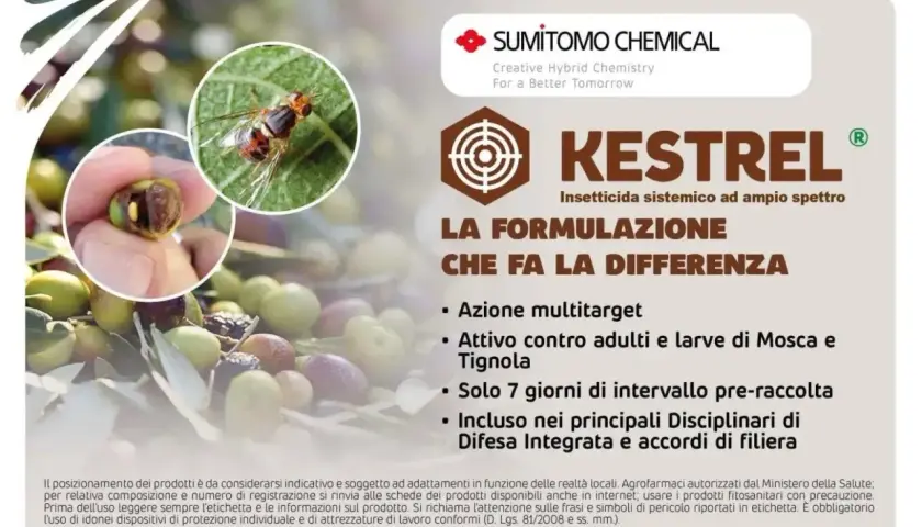 Insetto dannoso per le olive, Kestrel insetticida dosi efficaci contro mosca e tignola. Protezione per la tua raccolta.
