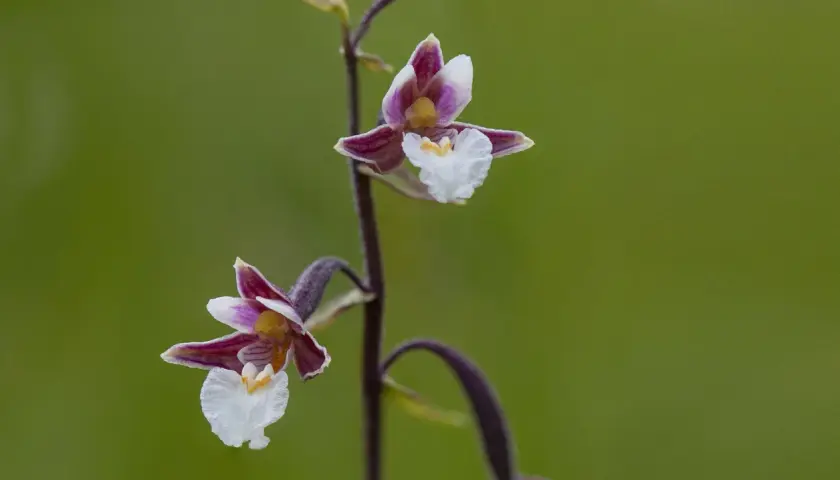 Två vackra orkidéer i Sverige, med lila och vita kronblad, blommar mot en grön bakgrund.