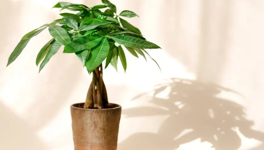 Un pachira tressé, symbole de prospérité, dans un pot en terre cuite. Son entretien est simple pour une touche de verdure.
