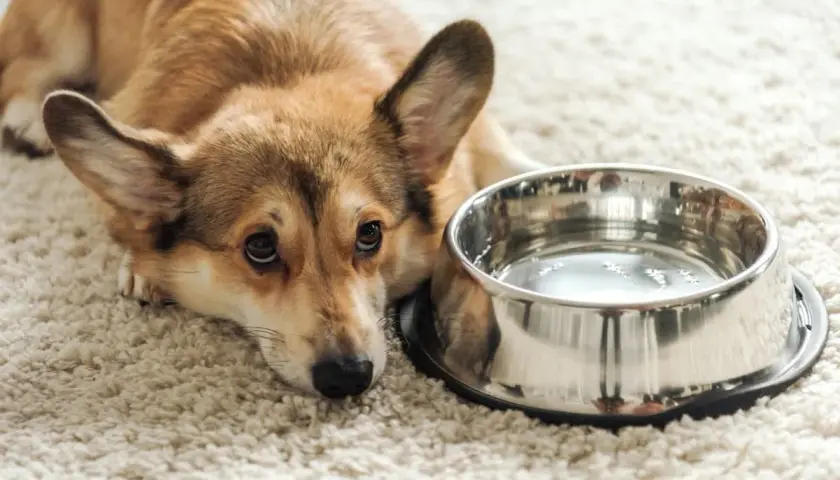 Smutny corgi leży obok miski z wodą, wyraźnie widać, że pies nie chce pić wody.