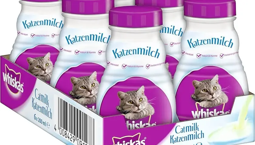 Jakie mleko dla kota będzie bezpieczne: najlepsze i szkodliwe rodzaje