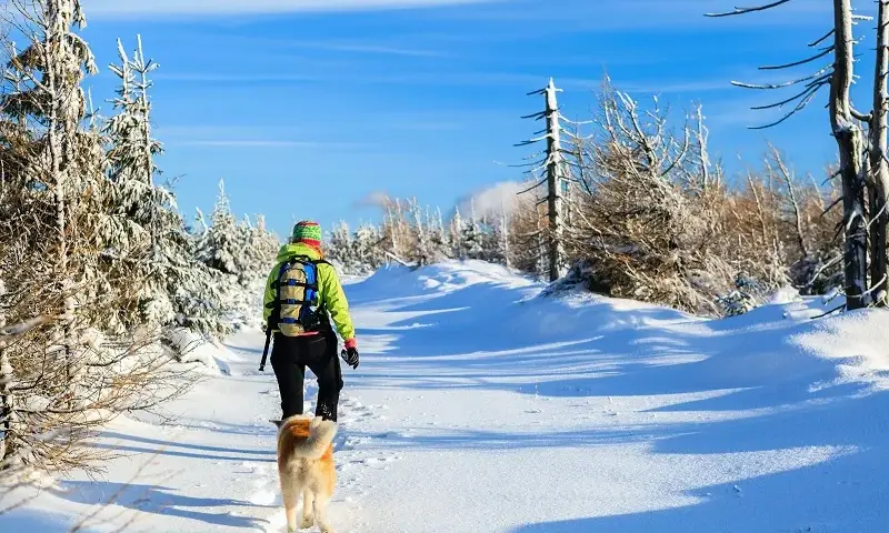 Gdzie z psem w góry Zakopane - najlepsze miejsca na spacery z psem