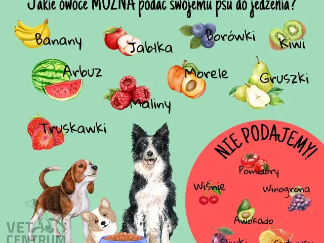 Jakie owoce może jeść pies: lista bezpiecznych i szkodliwych produktów
