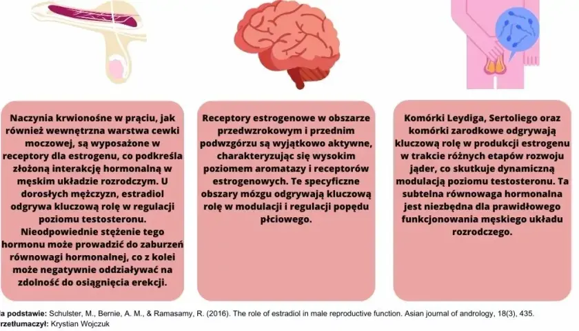 Czy mężczyzna ma estrogen? Zaskakująca prawda o hormonach płciowych