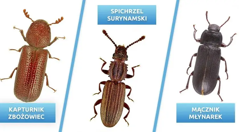 Szkodniki zbóż w magazynach: identyfikacja i skuteczne metody walki