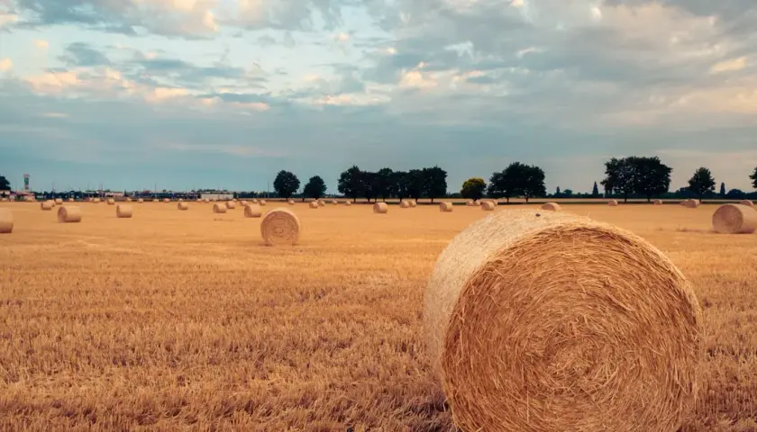Dopłaty do zbóż: Co zmieniają nowe przepisy i jak się przygotować?