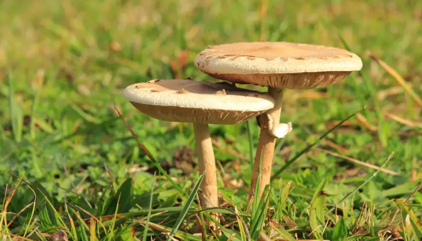 Czubajka gwiazdzista - jak bezpiecznie zbierać i rozpoznawać grzyby