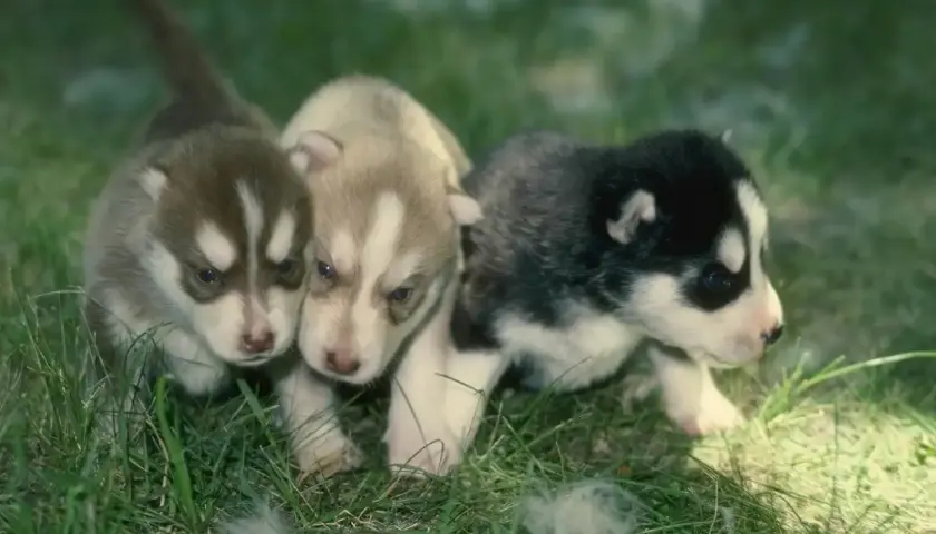 Czy husky szczeka? Prawda o zachowaniu i wokalizacji tej rasy psów
