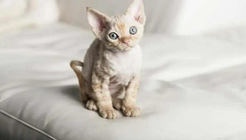 Devon Rex Bydgoszcz - znajdź idealnego kota dla siebie