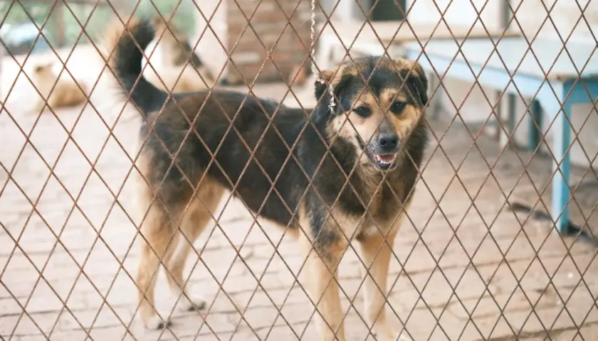 Adopcja zwierzaka – jak przygotować dom na nowego członka rodziny?