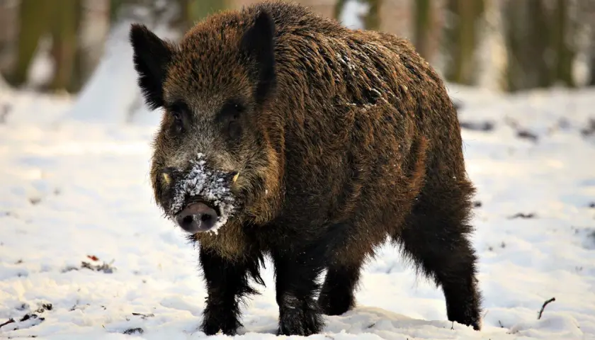 Jak dziki przetrwają zimę? Zimowe schronienia, dieta i zagrożenia