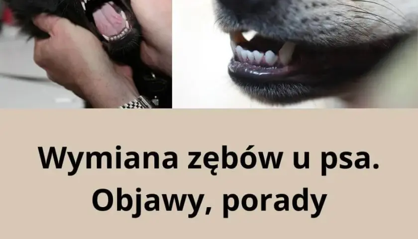 Kiedy szczeniakowi wypadają zęby? Kluczowe informacje i objawy wymiany