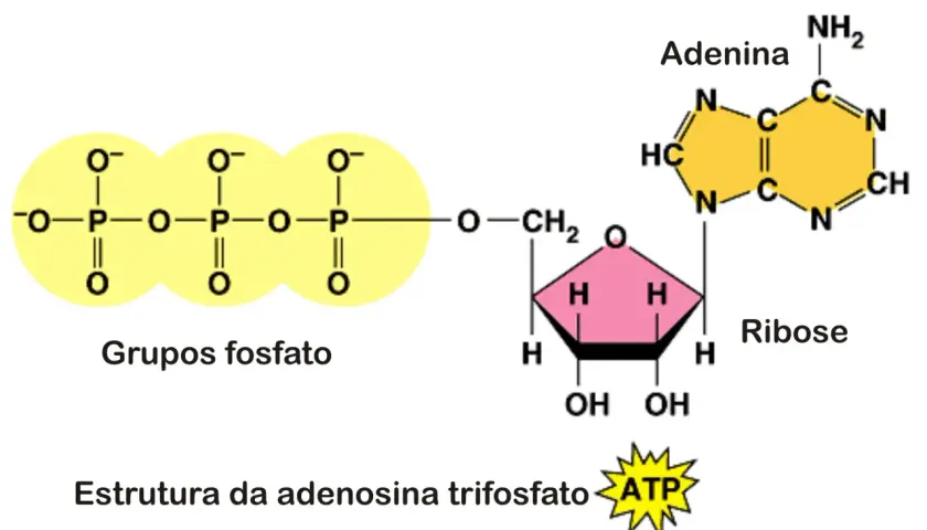 Czym jest ATP w biologii i jak działa w komórkach? Wyjaśniamy prosto i zrozumiale