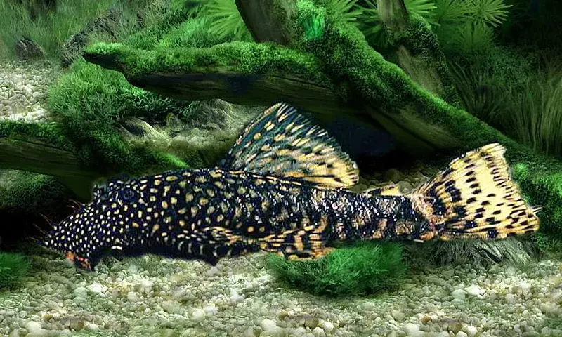 Ile kosztuje glonojad w sklepie zoologicznym? Ceny, które zaskakują