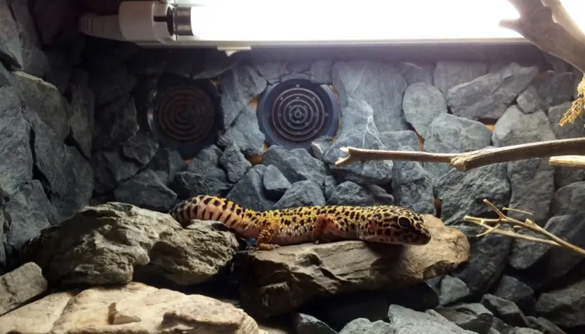 Oświetlenie w terrarium - ważne wskazówki