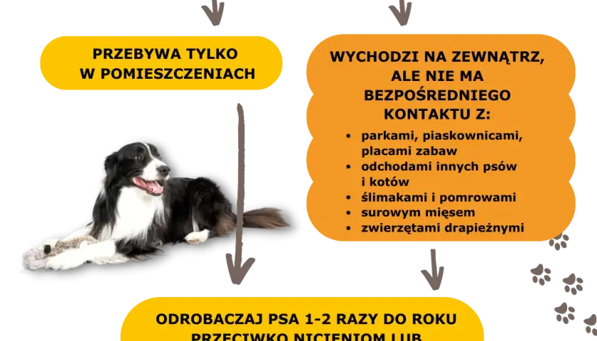 Odrobaczanie psa na czczo czy po jedzeniu – co jest skuteczniejsze?