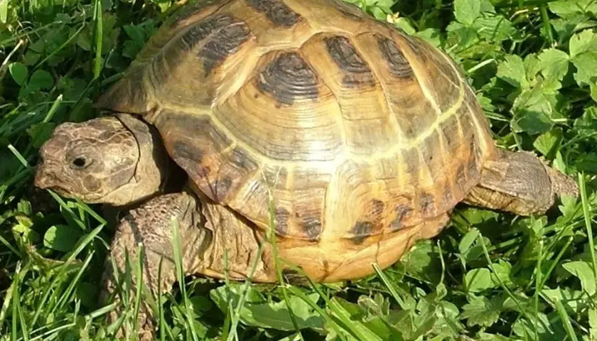 Jak się pisze żółw? Odkryj poprawną pisownię i użycie słowa