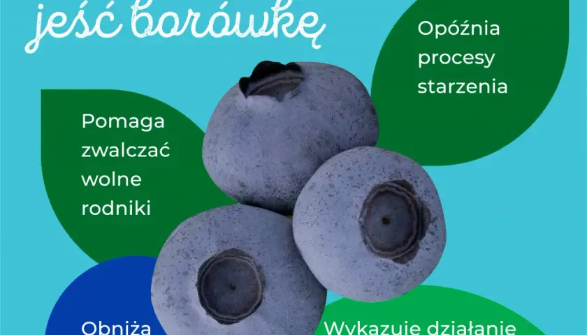 Czy borówki są zdrowe: 10 zaskakujących korzyści dla Twojego organizmu
