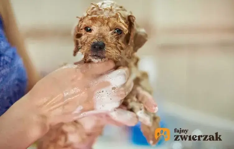 Od którego tygodnia można kąpać szczeniaka? Bezpieczeństwo i porady dla pierwszej kąpieli