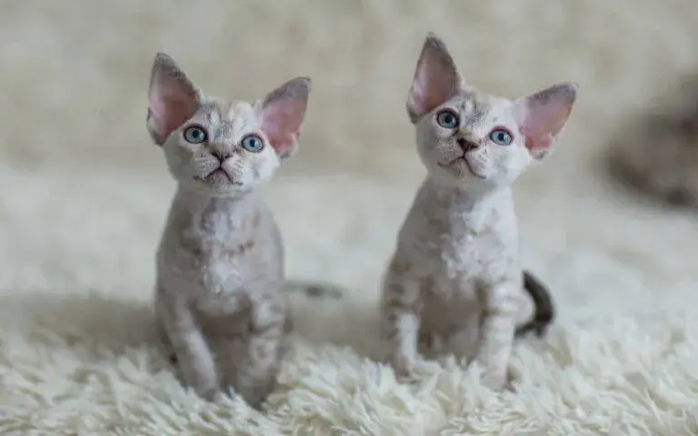 Najlepsze hodowle Devon Rex w Warszawie - znajdź swojego kota