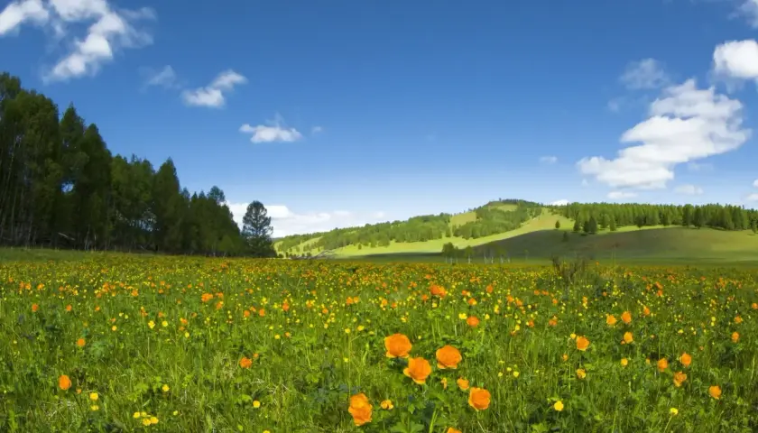 Bieszczady wiosną - kwitnące łąki i zielone połoniny w maju