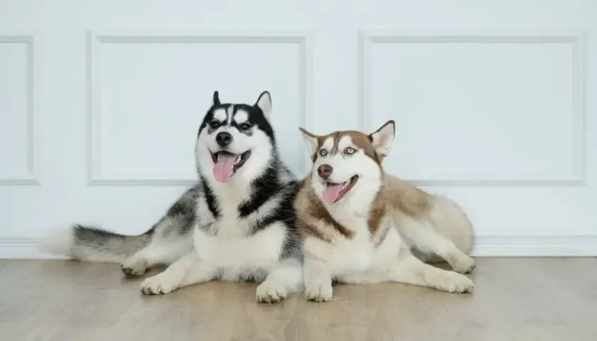 Ile naprawdę kosztuje husky syberyjski i jak uniknąć ukrytych kosztów?