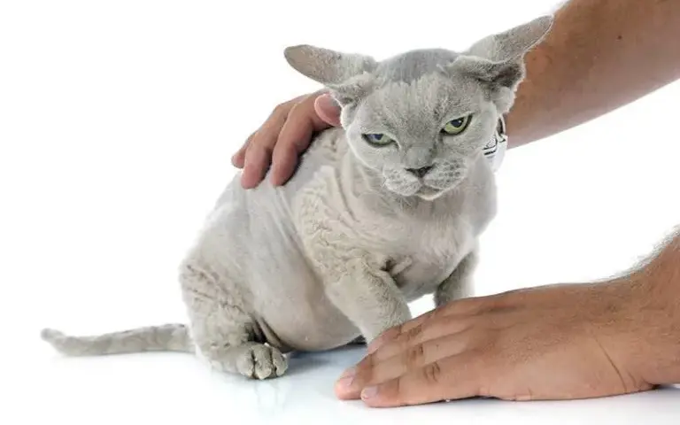 Jak zadbać o Devon Rex: pielęgnacja, zdrowie i aktywność kota