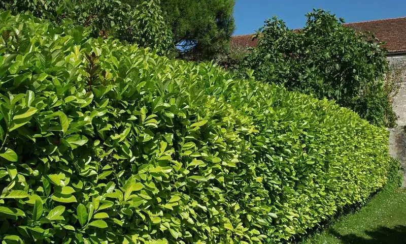 Z czego żywopłot szybko rosnący? Oto najlepsze rośliny do wyboru