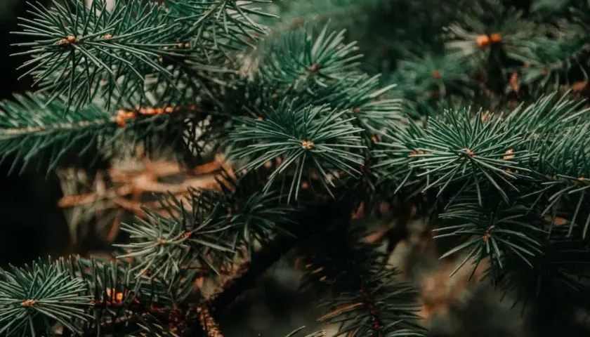Czy sosna nadaje się do kominka? Oto ważne zalety i wady