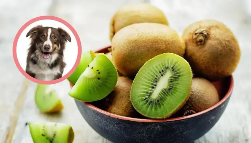 Czy pies może jeść kiwi - Kompletna instrukcja bezpiecznego podawania