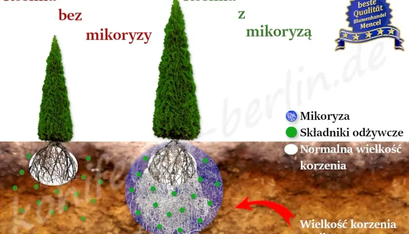 Czy tuje mają duże korzenie? Jak uniknąć problemów z systemem korzeniowym żywotników