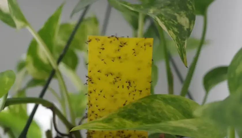Skuteczne sposoby na muszki w doniczkach – jak je zwalczyć?