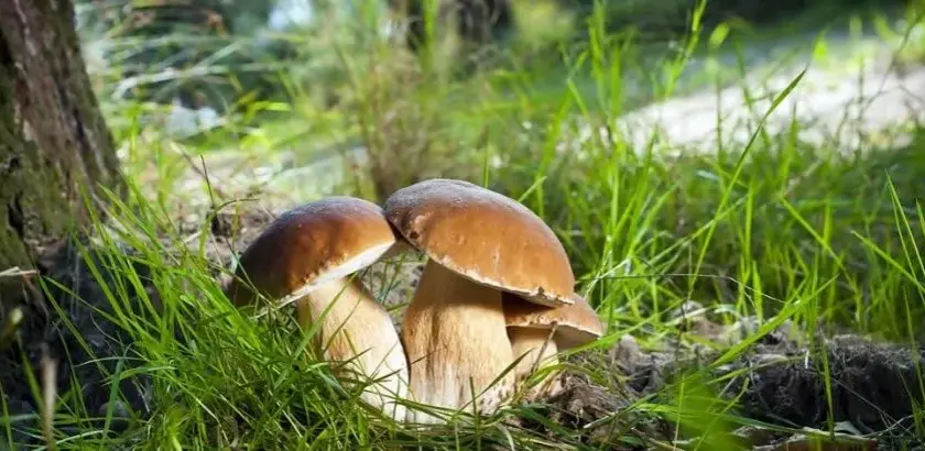 Najlepsze miejsca na grzyby mazury - kompletny atlas grzybiarza w regionie