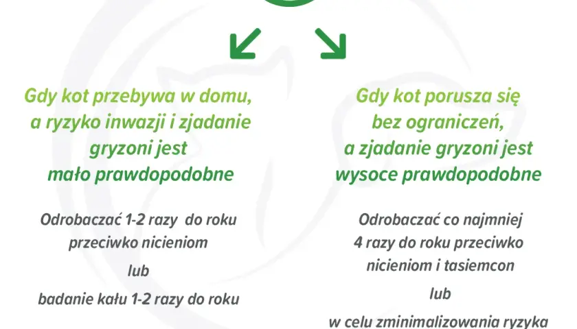 Jak często odrobaczać kota, by uniknąć problemów zdrowotnych?